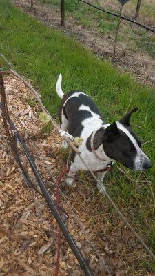 Sadie at the Gracianna Winery Mercedes Riverblock Vineyard on the Miracle Mile in Healdsburg