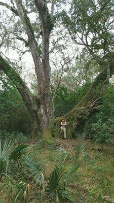 Largest live oak in Texas is located at the refuge.  Just a short hike.  Gorgeous