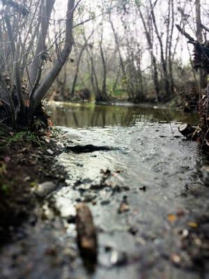 Guadalupe creek