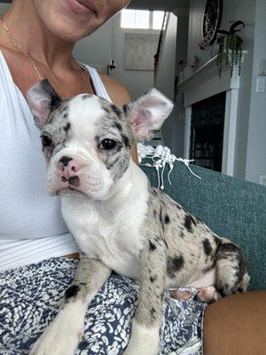 Boston terrier puppy