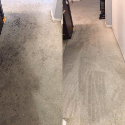 Before, carpets were black and stained...After, stains were gone!!