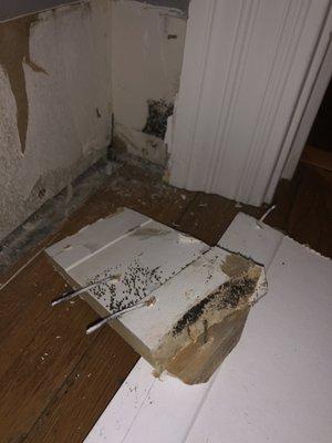 Mold and moisture damage