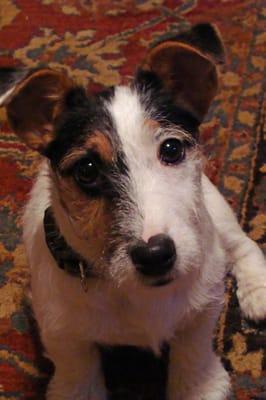 Bramble, Jack Russell puppy (staff pet)!