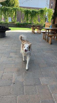 Keena the friendly taproom dog!