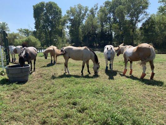 Hot day at the farm