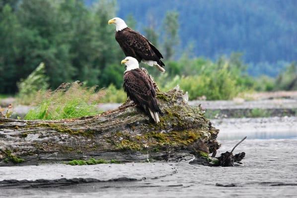 Bald Eagles are a common sight