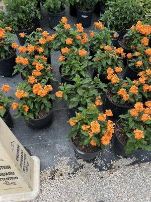 Orange Crossandra