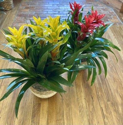 Love these beautiful plants.!
#winterpast #plants #gifts