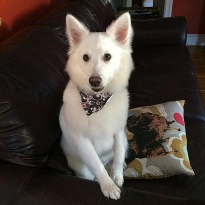 My Eskie showing off his new bandana after being groomed today :)