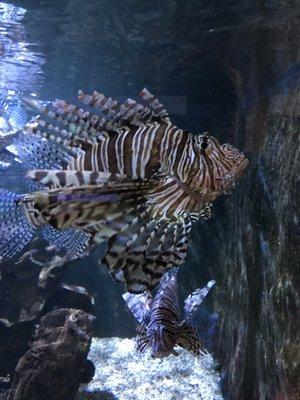 Lion fish