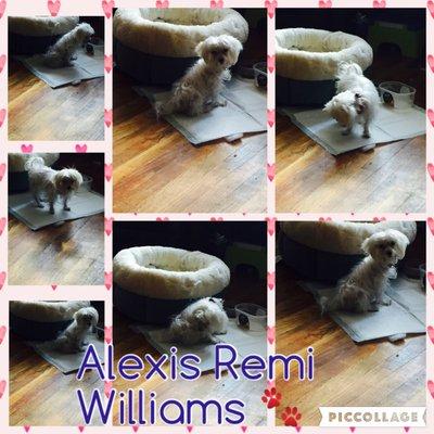 Alexis remi has been with us for 2 weeks now and my lil ones fuss over her