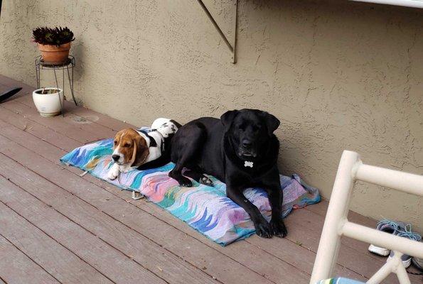 Rodney and Reggie relaxing on the patio.