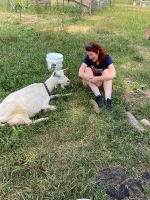 Engaging in goat therapy / conversation.