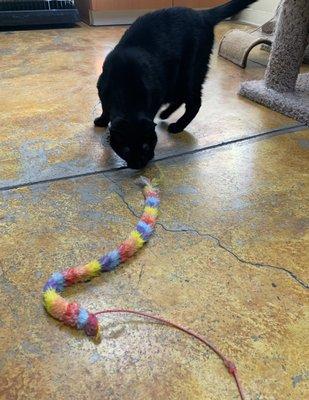 Cat at play during her boarding stay