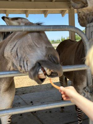 Feeding the zekys. Or whatever a zebra-donkey hybrid is called