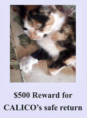 REWARD MISSING CALICO Cat