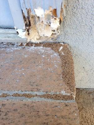 Termites eating my house because Alonso stole my money and never fixed this