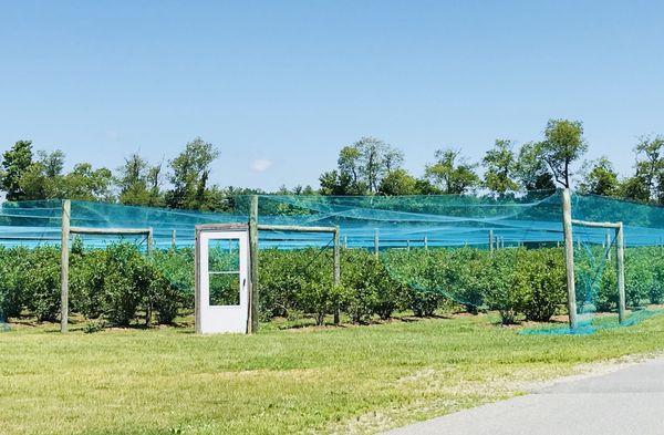 Blueberry bushes completely protected with netting