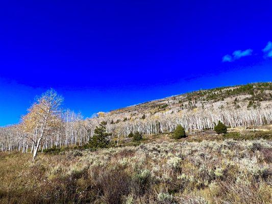 Pando Aspen Tree