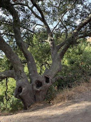 Tree w/ holes