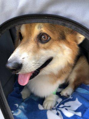 Roy the Corgi, in his travel carrier, on the way for a follow up visit.