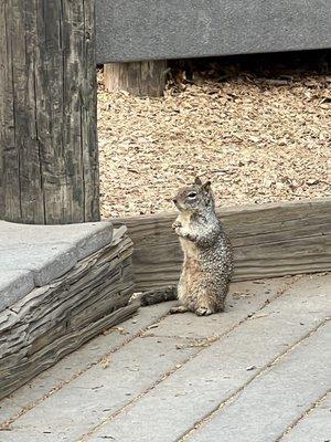 Ground squirrels EVERYWHERE