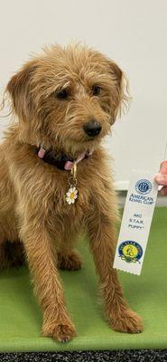 Daisy puppy graduation!