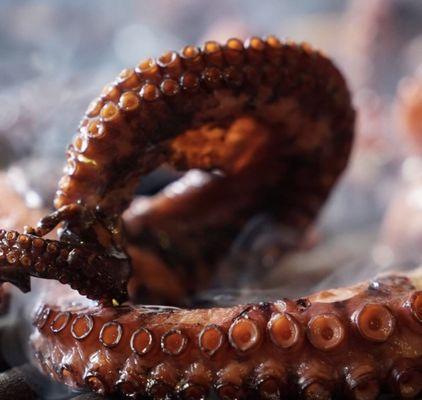 Best grilled octopus You've ever had!