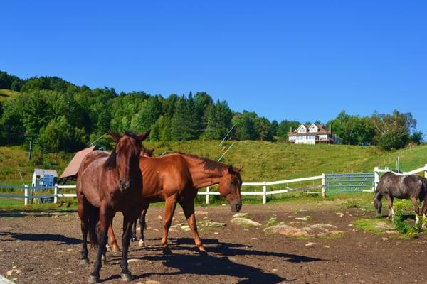 Black Mountain Stables