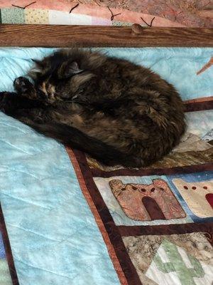 As you can see by the picture my cat loves Cat's quilt pattern that I used to make this Arizona quilt.