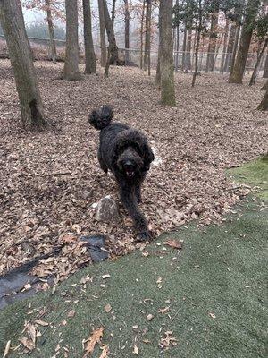 Photo sent by staff of my Marley in his nature walk.