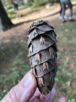 Douglas Fir cone :)