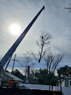 Arborists of America