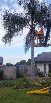 Palm pruning services!