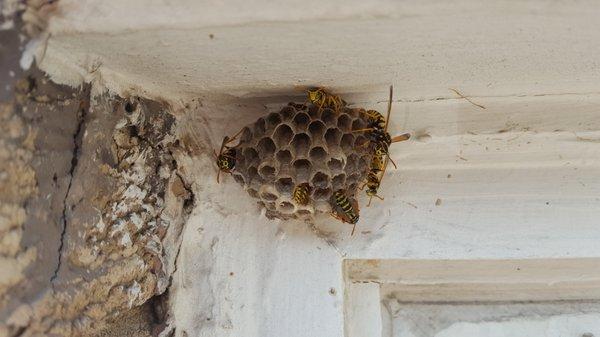 Wasps nest