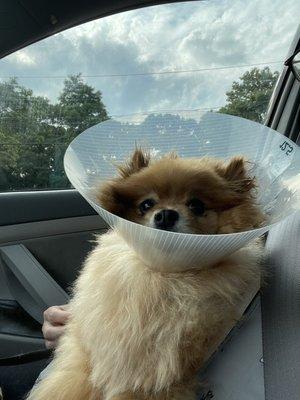 Gnar, 7 year old Pomeranian, on his way home from Floyd Harbor Animal Hospital.