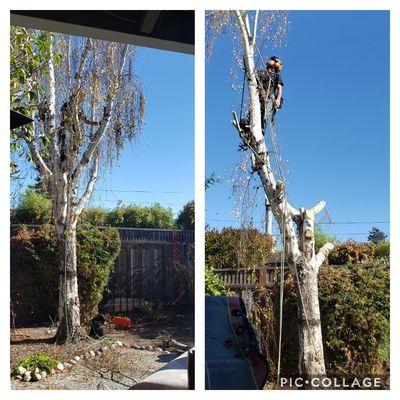 Tree removal in process.