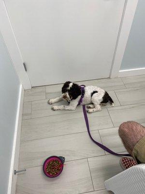 Puppy in waiting room