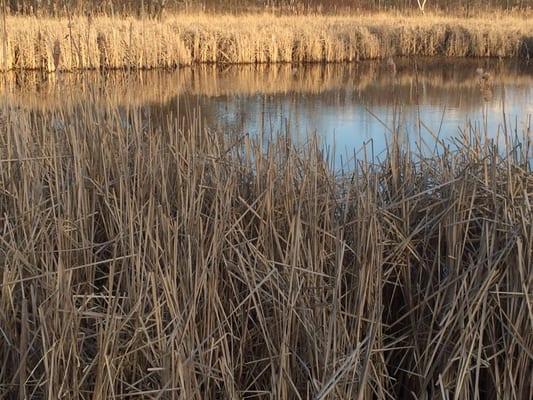 Edna Taylor Conservation Area