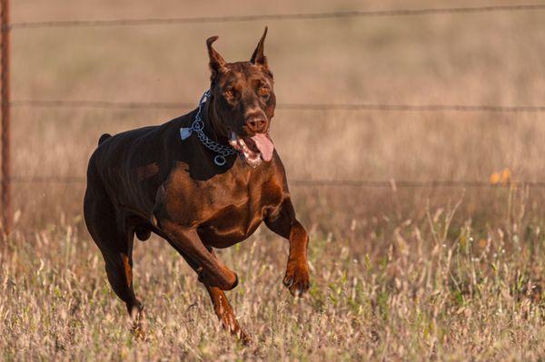 Logan off leash