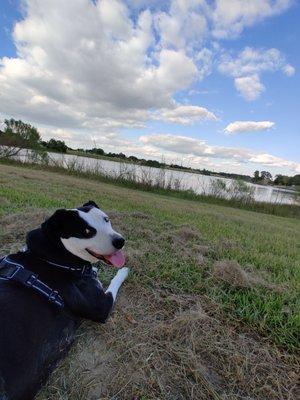 Miss Dalé enjoying a lovely afternoon in the park.