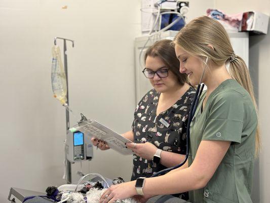 Veterinary assistants carefully monitor anesthesia on a patient.