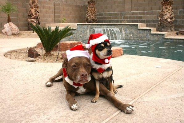 Tux and Tyson during one Christmas!