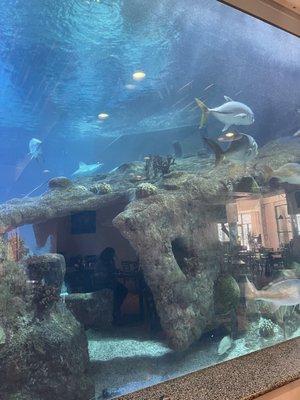 View from seating area of Shark Reef