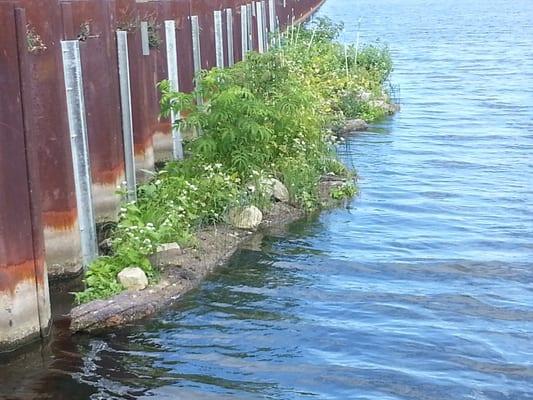 Floating Island at Great Lakes Water Institiute