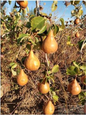 Meyer Nursery & Orchards