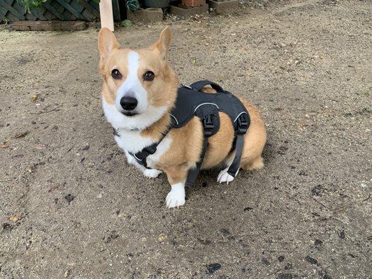 RUFFWEAR SIZE MEDIUM