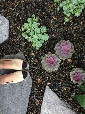 Isabel marant front garden - pretty succulents