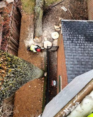 One of our arborists snapped this shot looking down as another arborist makes a final cut.