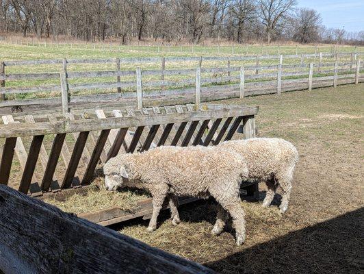 Feeding time for the sheep